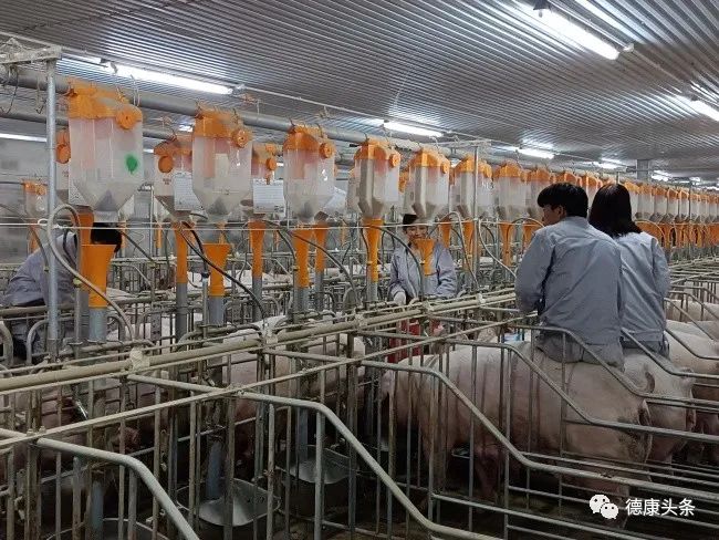 对标增效｜配种分娩率从80%提升到94%，他们是怎么挺过来的？