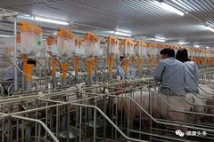 对标增效｜配种分娩率从80%提升到94%，他们是怎么挺过来的？