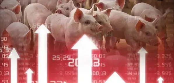 猪肉股集体飘红！猪价8月依然居高不下，业内：下半年猪价涨幅有限