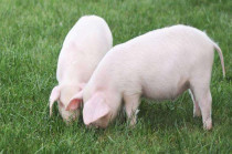 给猪喂野草野菜这些青饲料的时候要注意哪些问题?　
