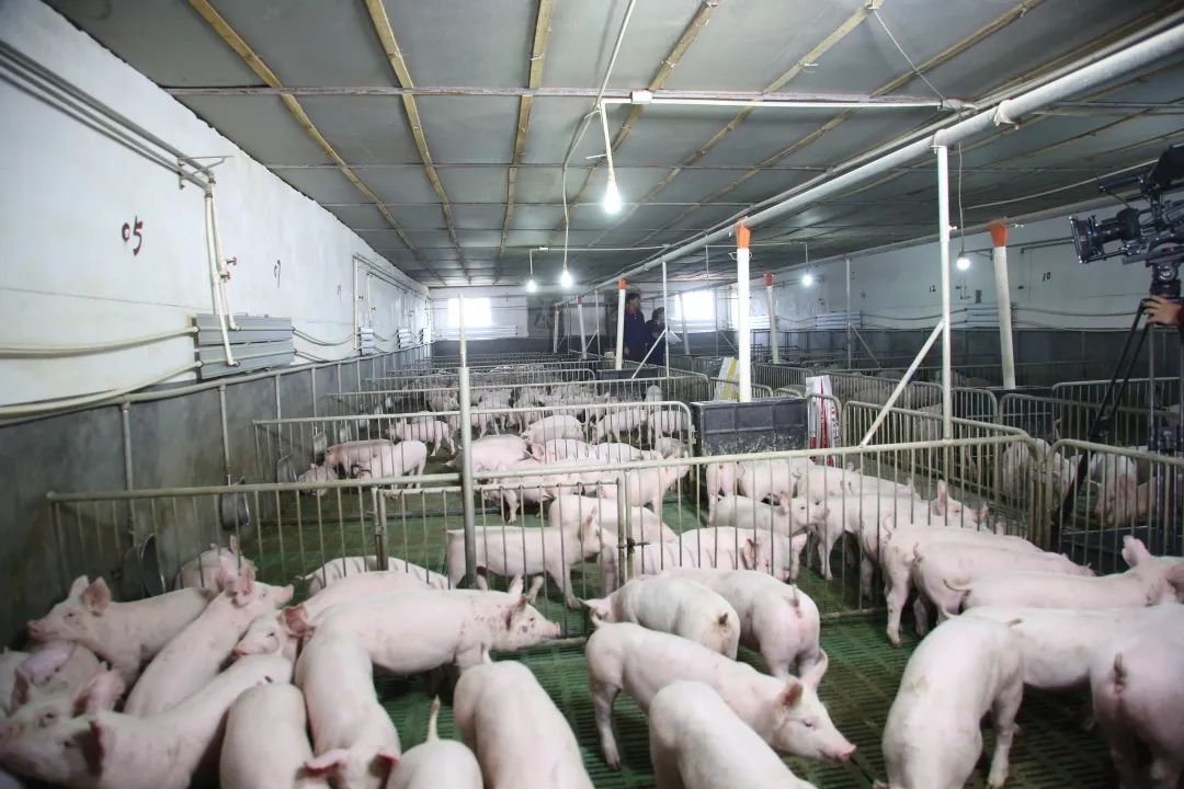 从能繁母猪存栏及猪肉消费来看，下半年的猪还少吗？