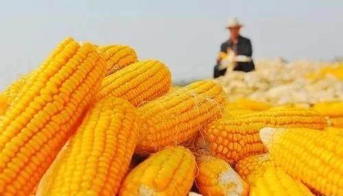 2022年08月18日全国各省市玉米价格行情，玉米价格有所回暖，新季春玉米上市还能再降？