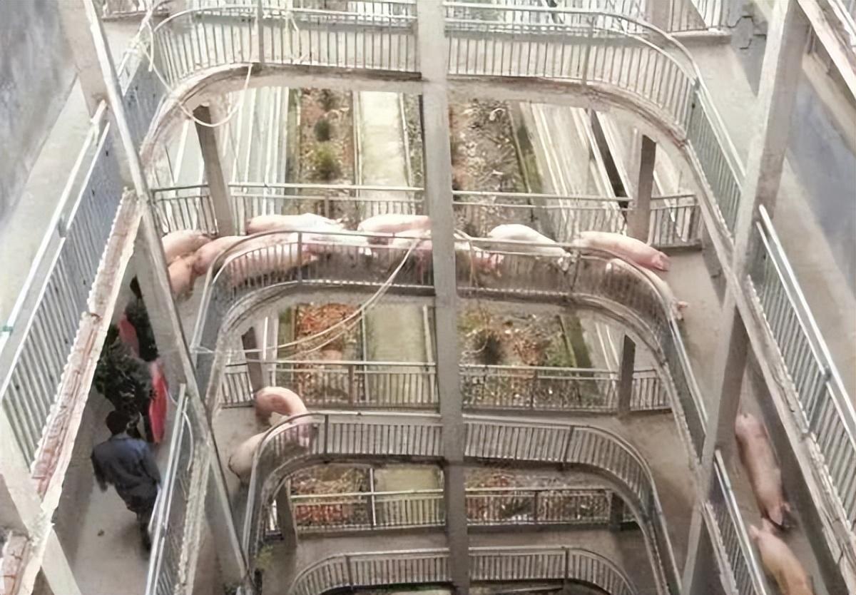 9层楼电梯公寓入住能繁母猪8000头！来看看四川首个规模化全生态立体养猪场_生猪