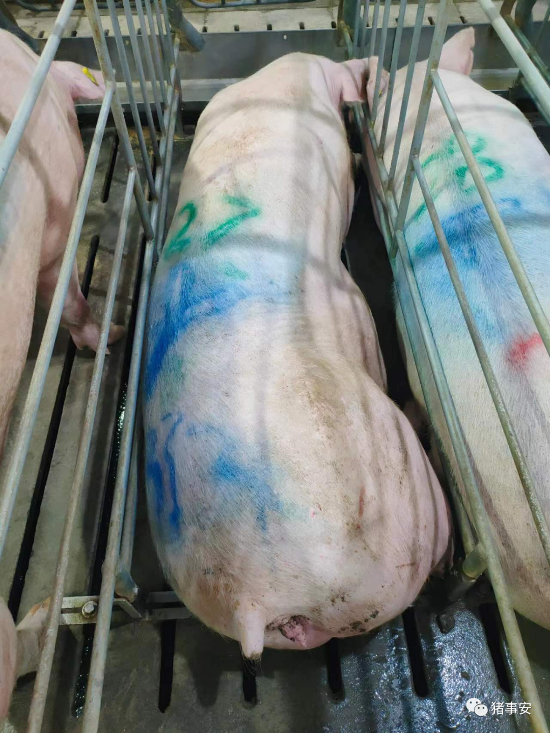 高温对母猪配种有哪些危害？如何提高人工授精效果？
