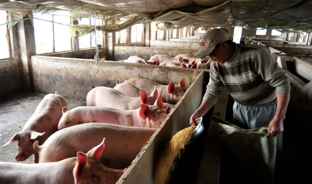 大型猪企“爆雷”，是否意味着“公司＋农户”养殖模式不行？散户会不会退出历史舞台？