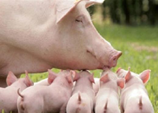 8月20日猪价：小幅上涨！能繁母猪最新数据出炉，猪价或再受冲击？