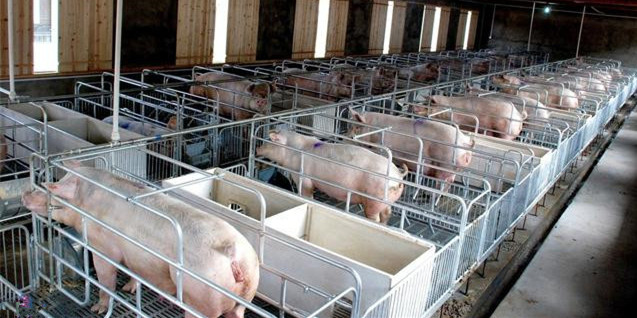 国家统计局公布7月份能繁母猪存栏数据！8月猪价可能在19-23元/公斤波动？