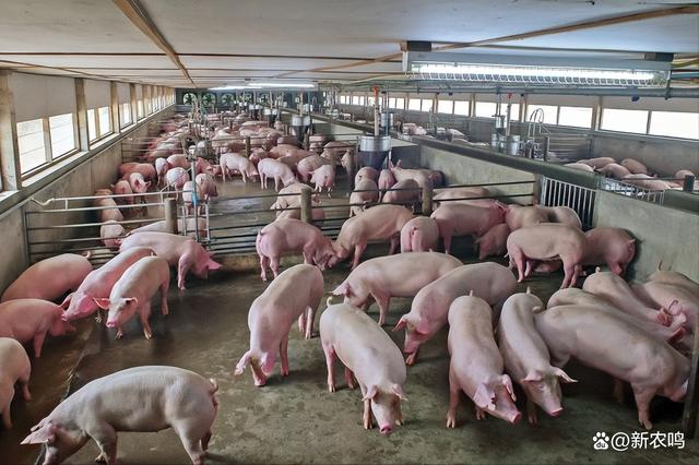 从历届“猪周期”及供需平衡出发，后期猪价会怎么走？