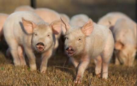 2022年08月21日全国各省市20公斤仔猪价格行情报价，养猪利润回升，仔猪价格高位盘整，补栏需谨慎!
