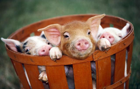 养猪持续盈利近两月，仔猪价格上涨较快， 专家建议谨慎补栏