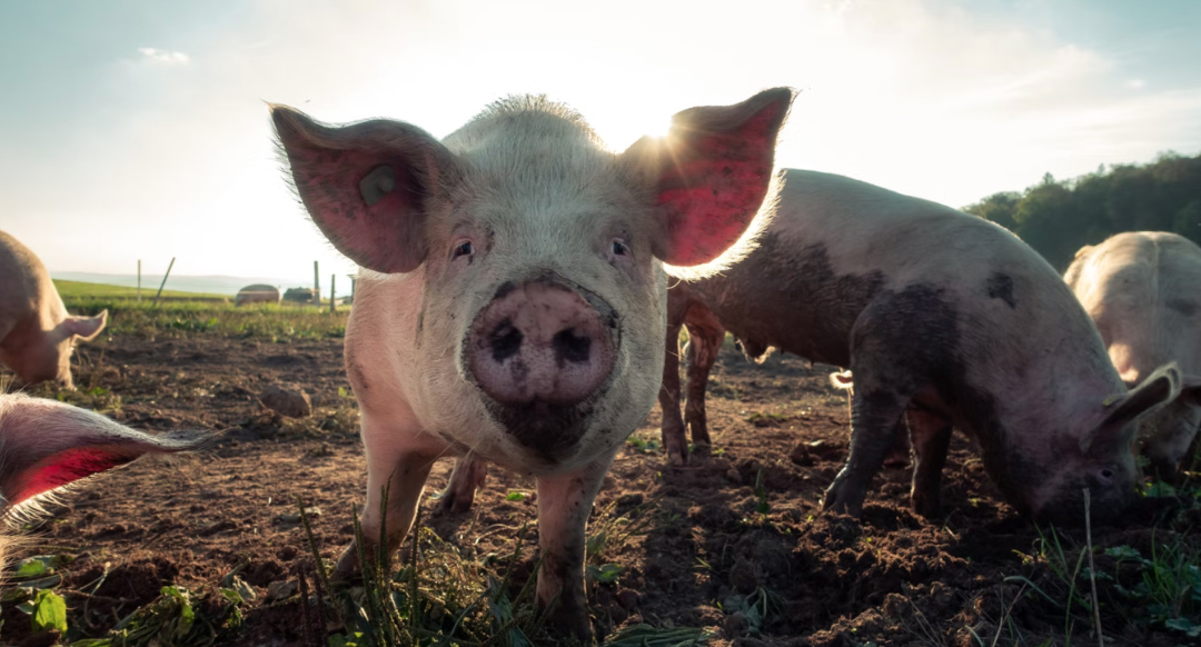 广西生猪生产保持良好势头，扭转了一年半的亏损局面