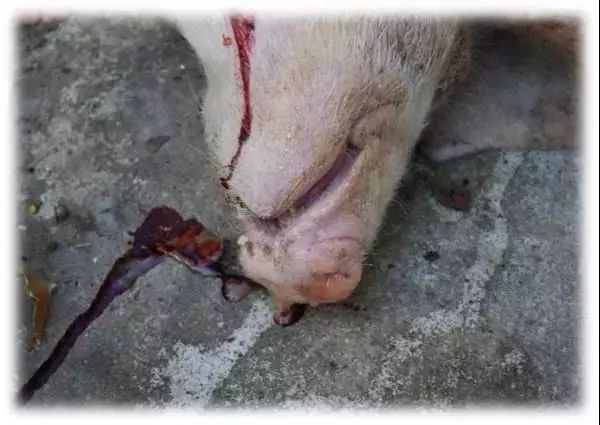 传胸导致猪死亡后鼻子会有血色泡沫流出　　