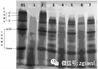 不同厂家发酵豆粕抗原0.6%KOH-SDS-PAGE 定性分析