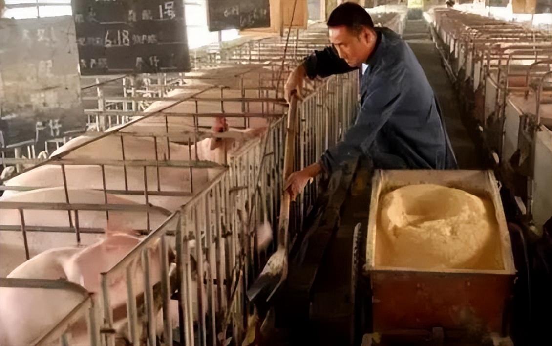生猪养殖
