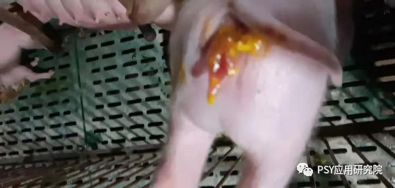 蛋花样拉稀