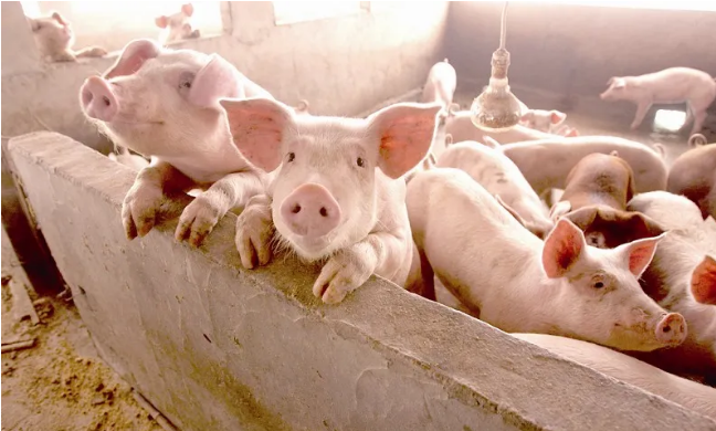 猪繁殖与呼吸综合征类NADC30株的诊断与防控