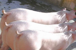 2022年08月25日全国各省市种猪价格报价表，种猪猪价扶摇直上，后市生猪市场不明朗，补栏需谨慎！