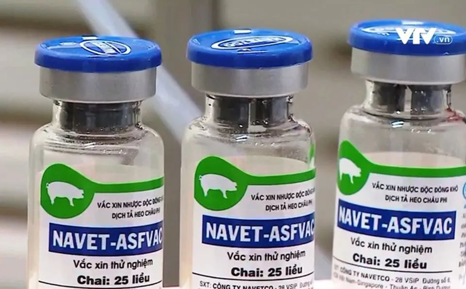出现了十几例死亡，越南紧急暂停其全球首款商用非洲猪瘟疫苗的接种