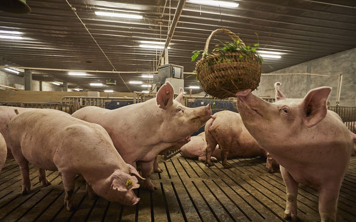 猪价接连上涨，什么原因？高肉价时代真的要来了？
