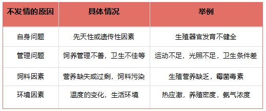 母猪不发情的原因