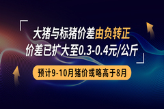 大猪与标猪价差由负转正，价差已扩大至0.3-0.4元/公斤！预计9-10月猪价或略高于8月