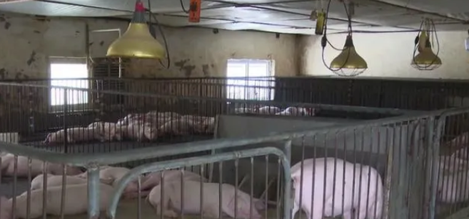 华州区：发挥龙头企业带动作用，让生猪养殖产业助力乡村振兴