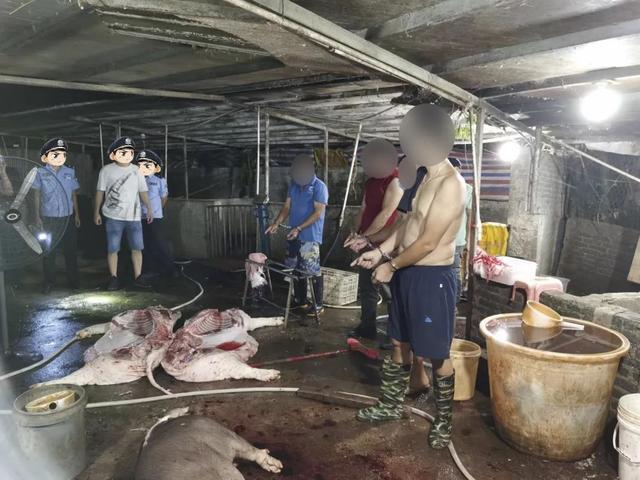 合浦警方端掉一私宰生猪窝点，非法屠宰生猪4200多头，涉案价值约800万元
