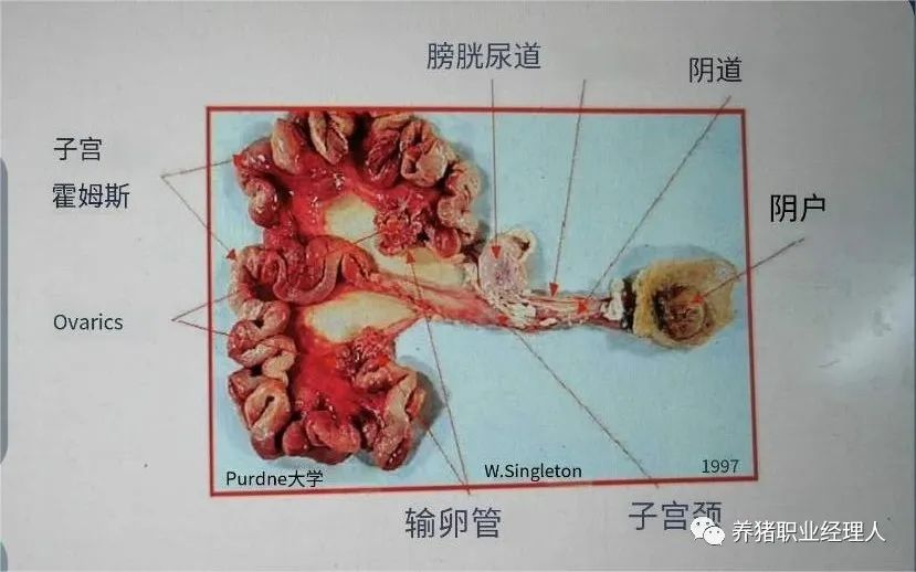 母猪生殖器官解剖图