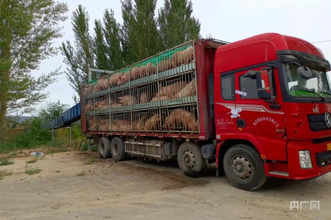 一四四团多措并举，帮助养殖企业销售生猪3200余头