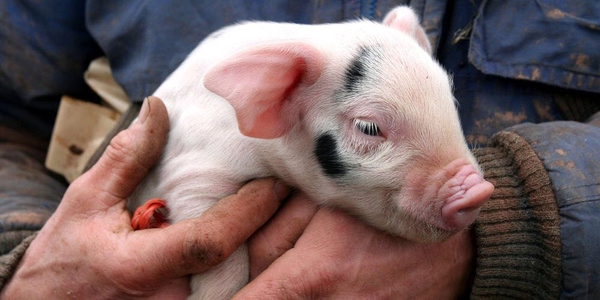 在分娩舍如何减少仔猪的伤口感染？