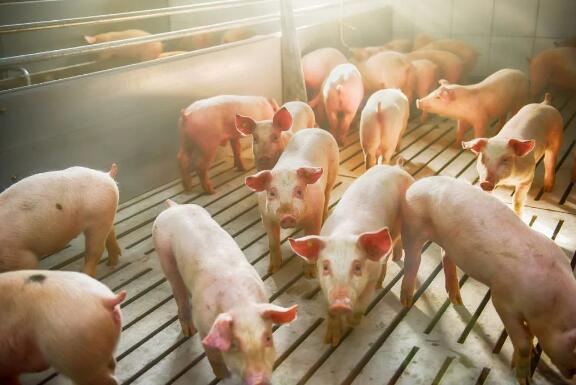 猪价10天上涨5%，9月还将大涨？需注意4个影响因素！