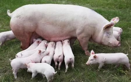季节交替猪群容易生病，秋季如何更好的饲养母猪？