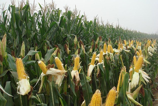 美国、欧洲干旱破纪录，玉米面临减产？