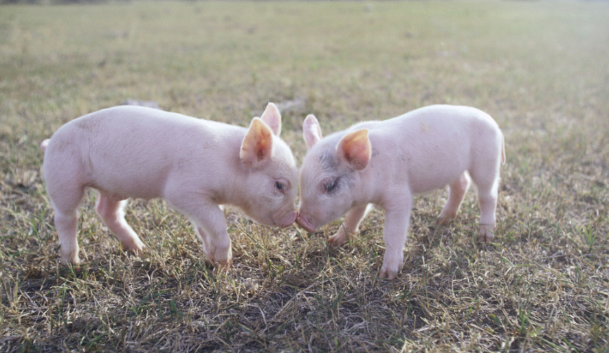 2022年08月31日全国各省市20公斤仔猪价格行情报价，官方即将放储！猪价、仔猪价双双下跌，别补栏了!