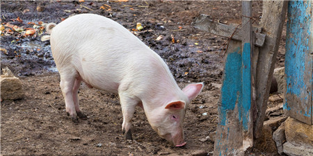 2022年08月31日全国各省市15公斤仔猪价格行情报价，怒跌1.15元/公斤，官方即将收储，仔猪价格要开始下跌了？