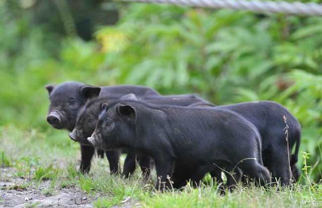 黑猪和白猪有哪些区别？猪场黑猪该怎么饲养？