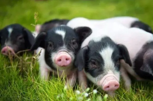 农业农村部发布2022年7月生猪产品数据：生猪出场价22.55元/公斤，环比上涨31.5%
