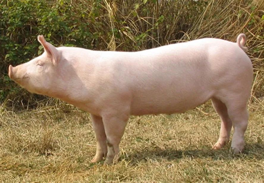 猪场蓝耳的并发病，副猪嗜血杆菌病如何治疗和预防？