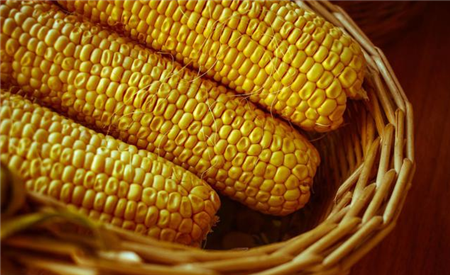 玉米利空因素增加，9月的玉米却仍然可期？