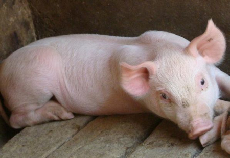 上饶万年生猪价格“保险+期货”项目启动，承保金额2608万元