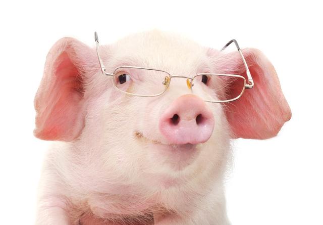 猪眼睛反应出来的猪疾病信息，透过猪眼可以捕捉到哪些猪病？