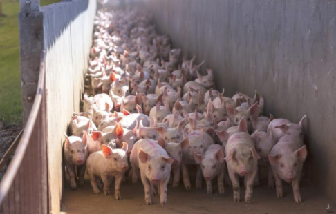 牧原股份接受20家机构调研：预计全年出栏量会接近目标上限，当前养猪完全成本在15.5元/kg！