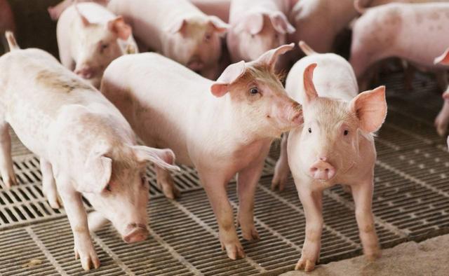 从饲料、疫苗、能繁母猪及猪肉消费看猪价，接下来还会涨吗？