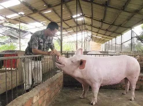 家庭农场养猪