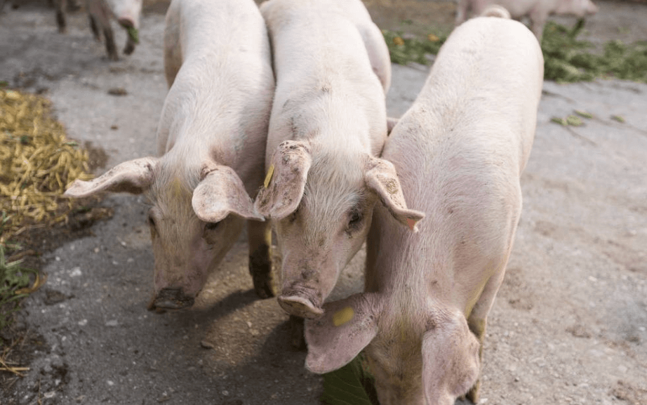 猪价持续上涨，还能上涨多久？