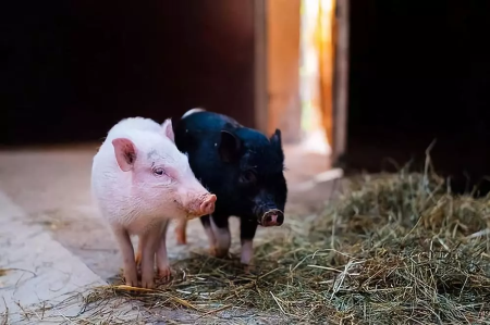 养好保育猪，让保育猪少发病的方法
