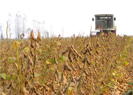 8月豆粕高位上涨，9月还将延续涨势？