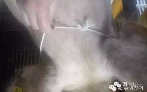 嘴笼子