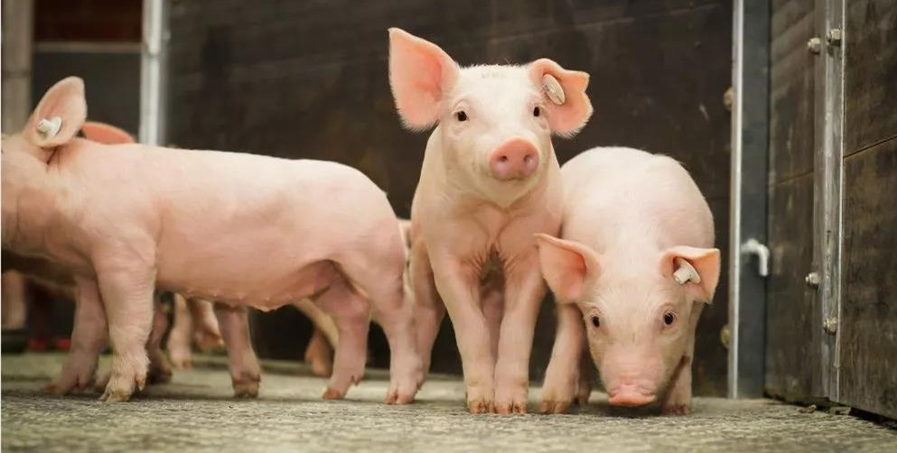 养殖饲用成本高企， 预计9月国内猪价将继续位于23.00元/公斤附近小幅波动