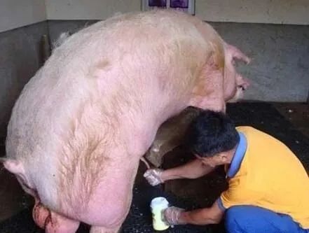 猪场人工授精的11条注意事项，学会可提高母猪的受孕几率！